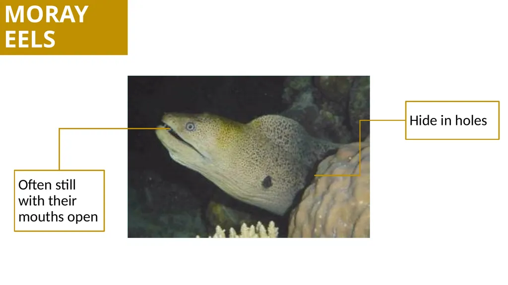 REEF CHECK TARGET FISHES TARGET FAMILIES Groupers - slide 14 of 16