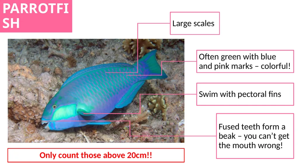 REEF CHECK TARGET FISHES TARGET FAMILIES Groupers - slide 12 of 16