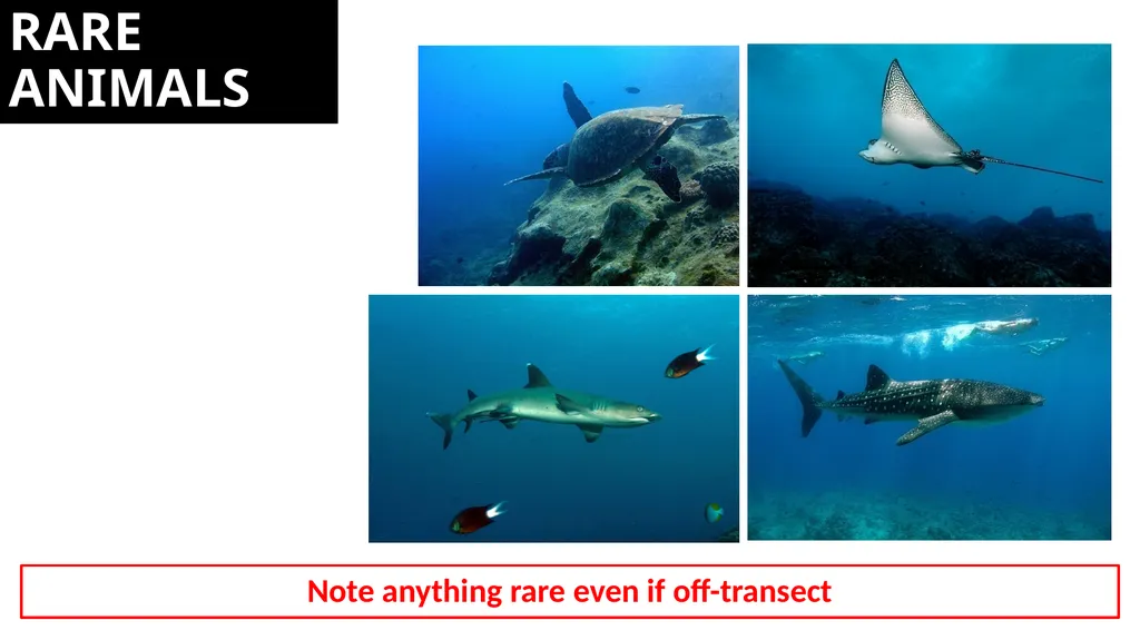 REEF CHECK TARGET FISHES TARGET FAMILIES Groupers - slide 15 of 16