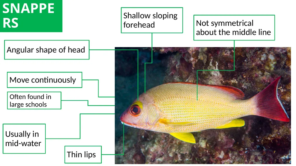 REEF CHECK TARGET FISHES TARGET FAMILIES Groupers - slide 9 of 16