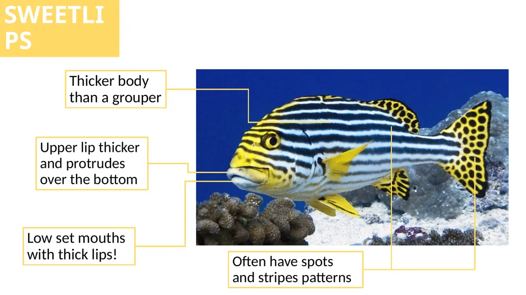 REEF CHECK TARGET FISHES TARGET FAMILIES Groupers - slide 7 of 16