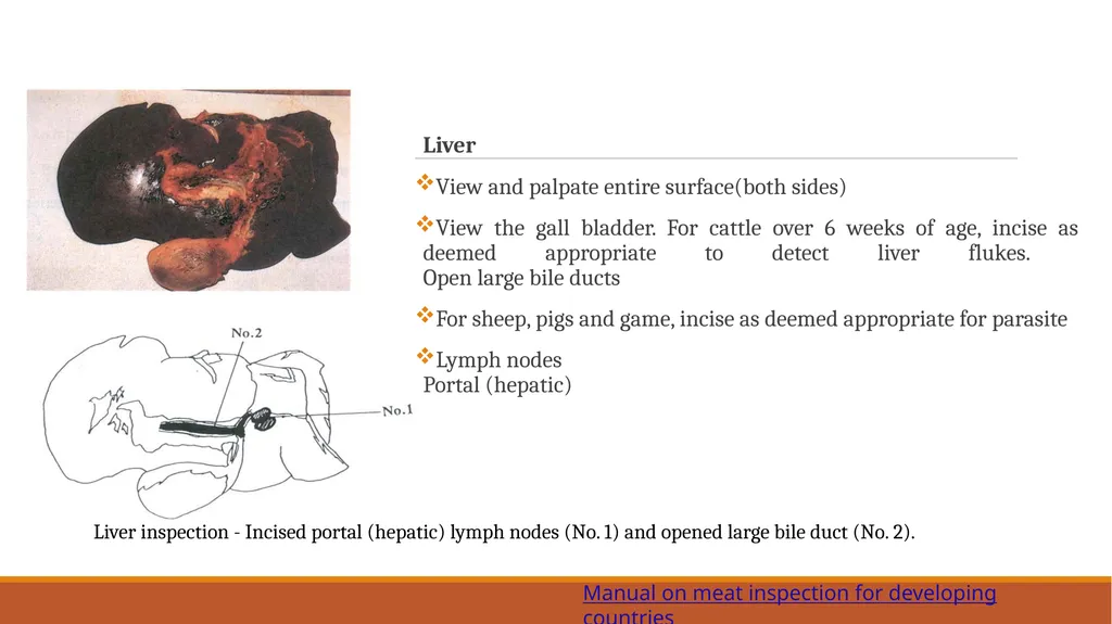 Lymph nodes examination of food animals The - slide 8 of 9