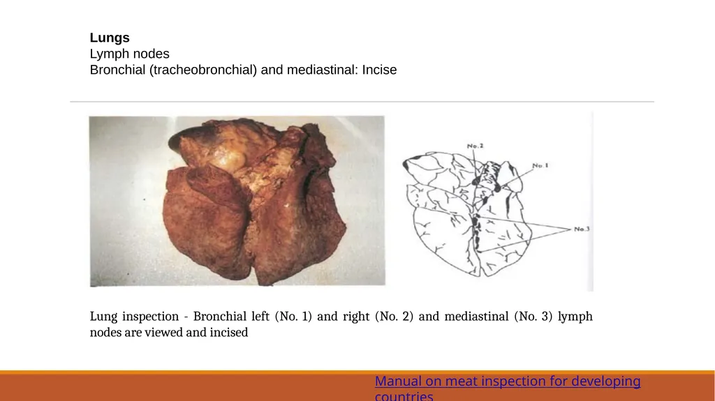 Lymph nodes examination of food animals The - slide 7 of 9