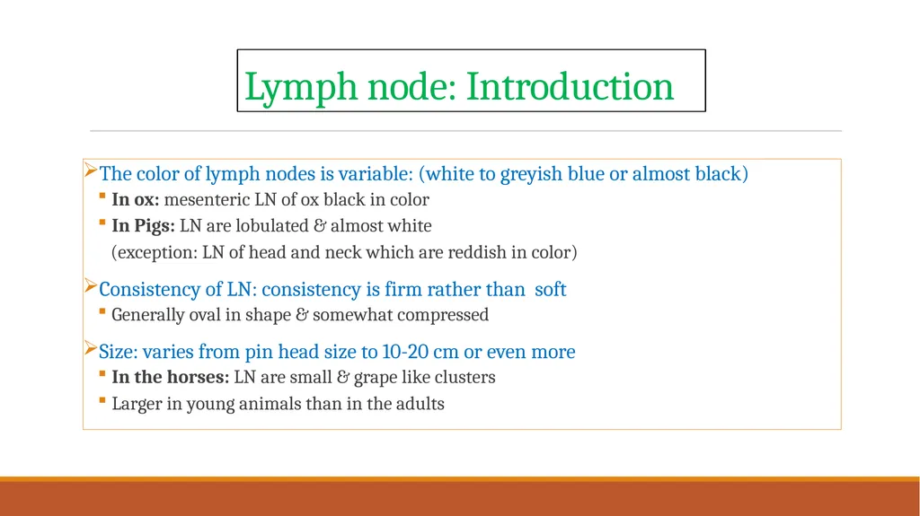 Lymph nodes examination of food animals The - slide 4 of 9