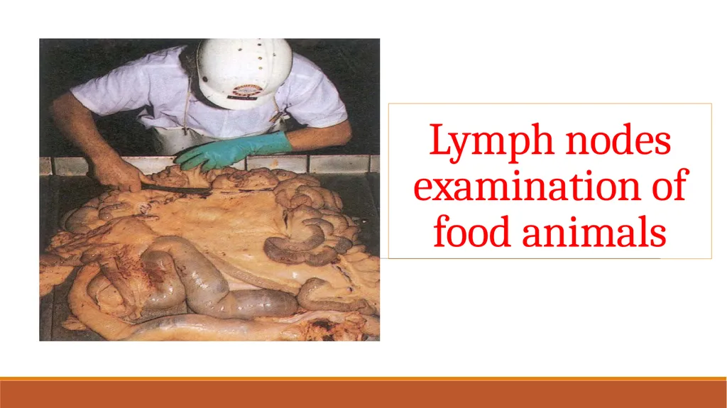 Lymph nodes examination of food animals The - slide 1 of 9