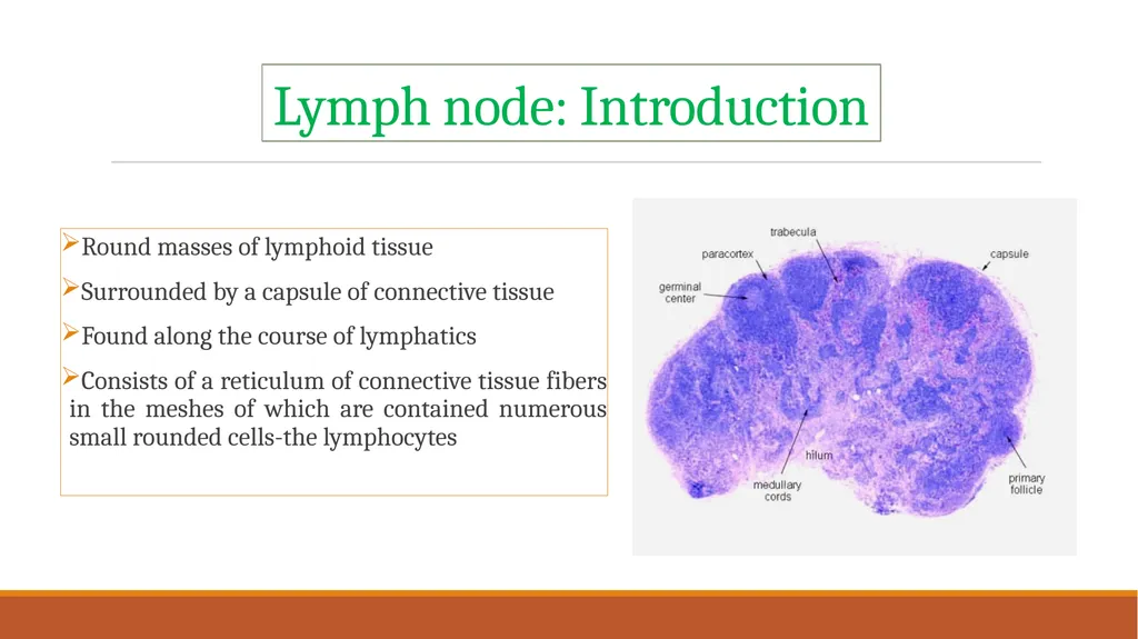 Lymph nodes examination of food animals The - slide 3 of 9