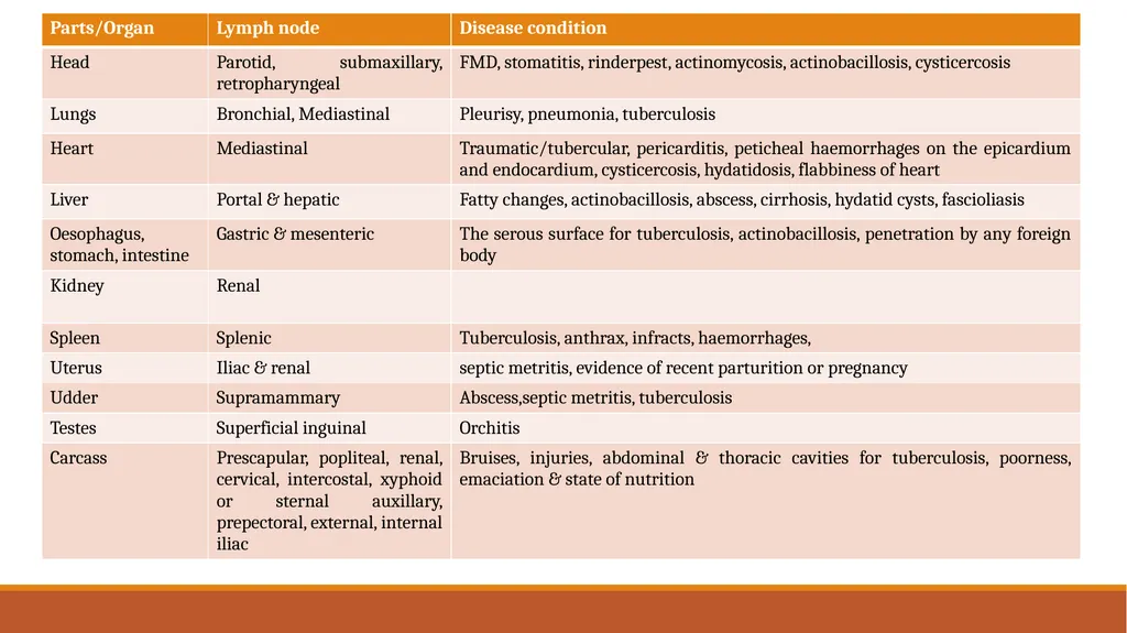 Lymph nodes examination of food animals The - slide 5 of 9