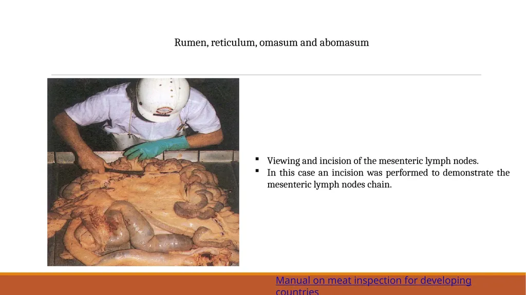 Lymph nodes examination of food animals The - slide 9 of 9
