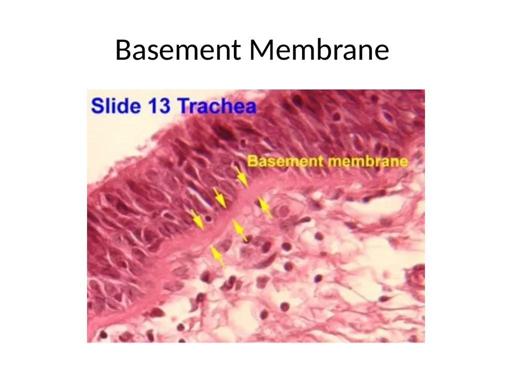Histology Tissues Groups of cells similar in - slide 14 of 74