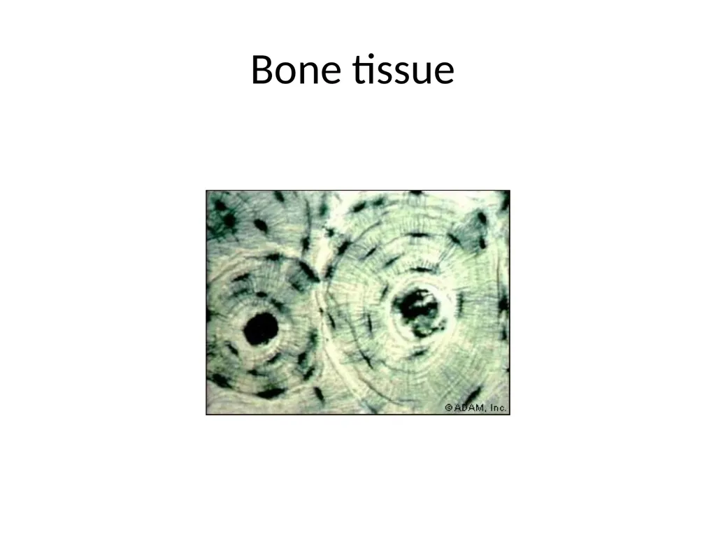Histology Tissues Groups of cells similar in - slide 7 of 74