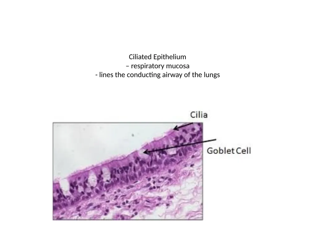 Histology Tissues Groups of cells similar in - slide 45 of 74
