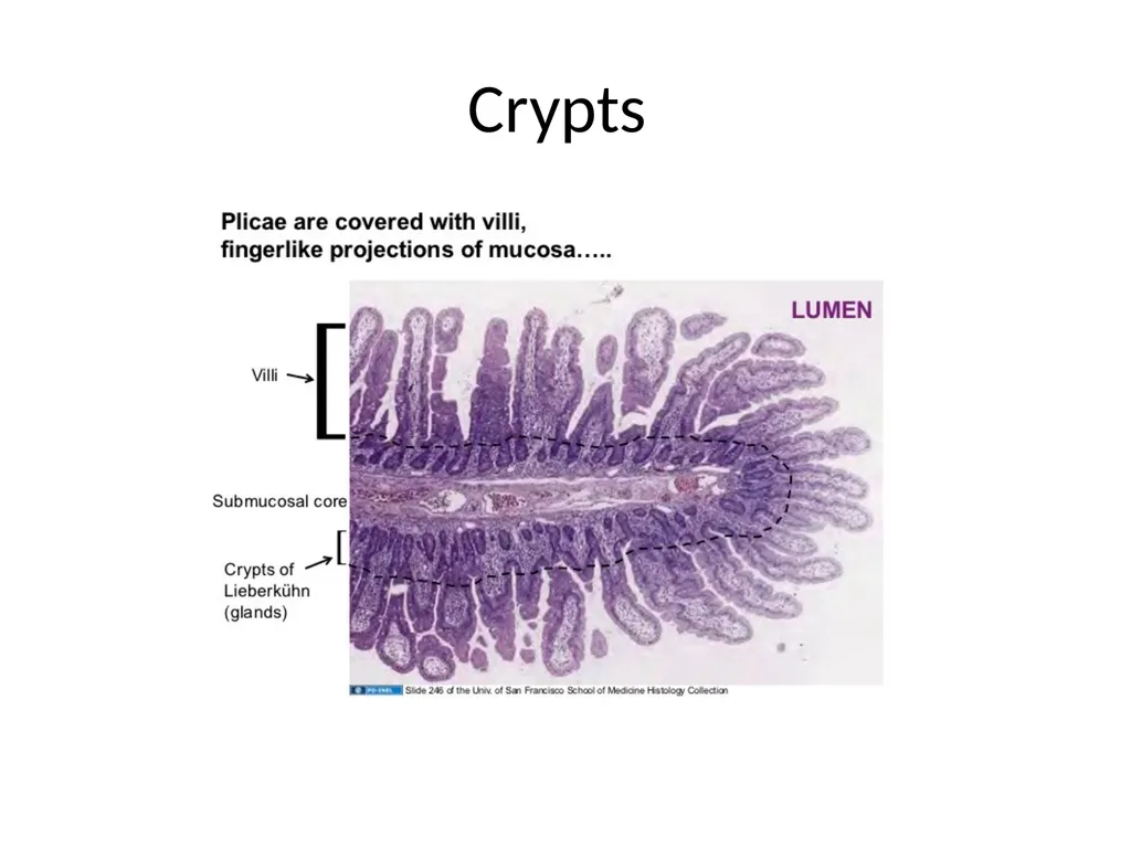 Histology Tissues Groups of cells similar in - slide 38 of 74