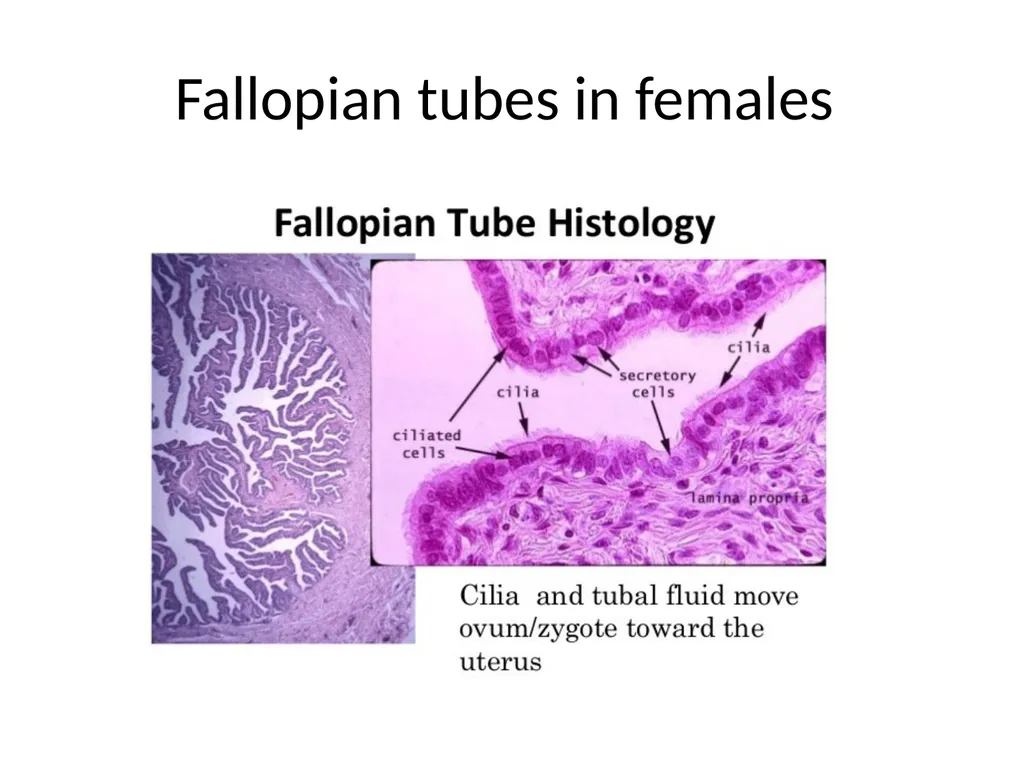 Histology Tissues Groups of cells similar in - slide 47 of 74