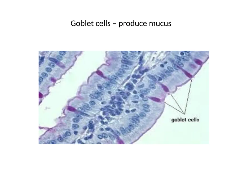 Histology Tissues Groups of cells similar in - slide 43 of 74