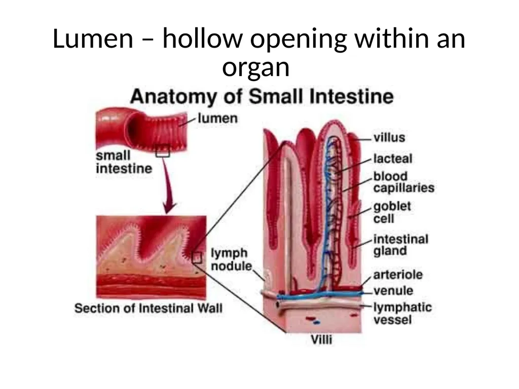 Histology Tissues Groups of cells similar in - slide 37 of 74