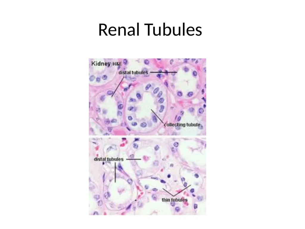 Histology Tissues Groups of cells similar in - slide 29 of 74