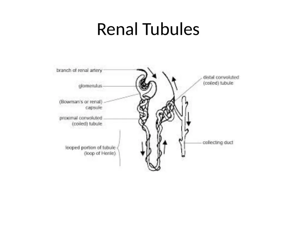 Histology Tissues Groups of cells similar in - slide 30 of 74