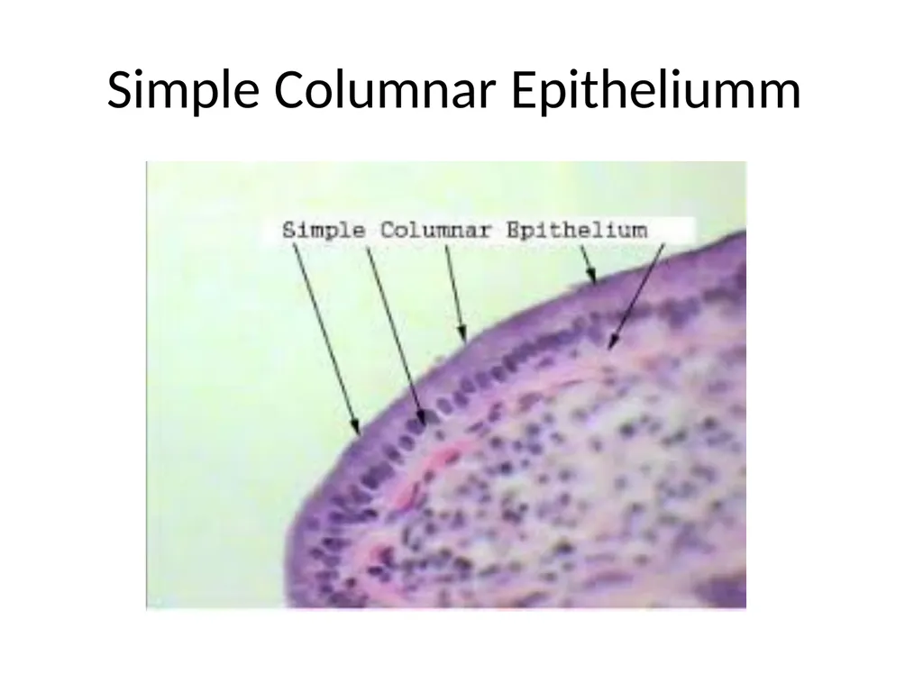 Histology Tissues Groups of cells similar in - slide 33 of 74