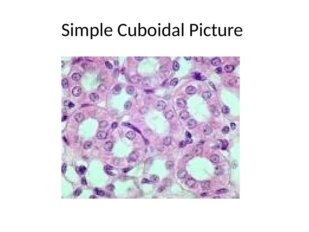 Histology Tissues Groups of cells similar in - slide 27 of 74
