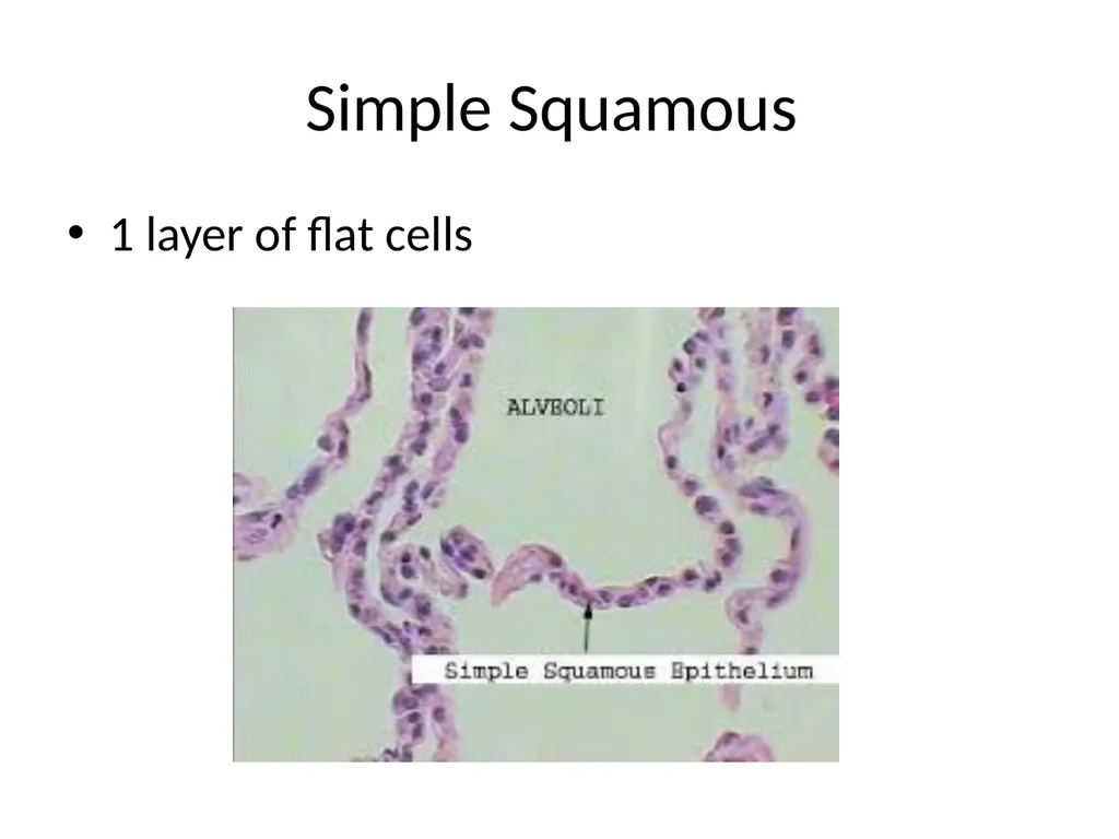Histology Tissues Groups of cells similar in - slide 20 of 74