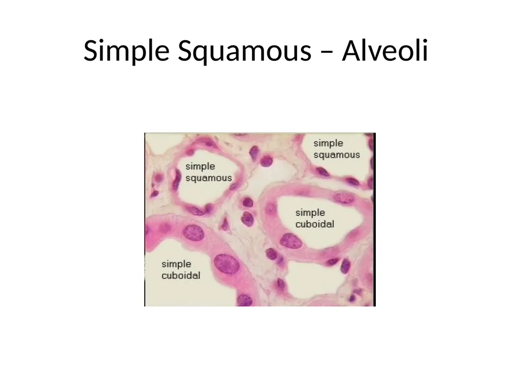 Histology Tissues Groups of cells similar in - slide 24 of 74