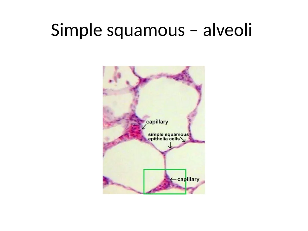 Histology Tissues Groups of cells similar in - slide 25 of 74