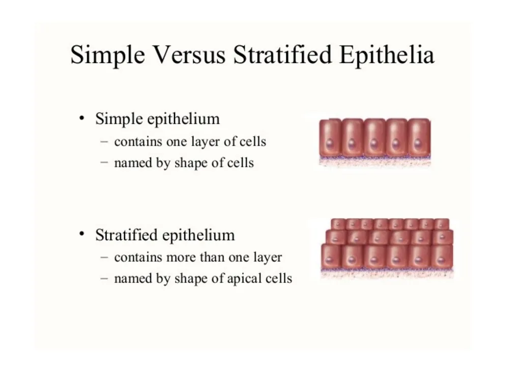 Histology Tissues Groups of cells similar in - slide 16 of 74
