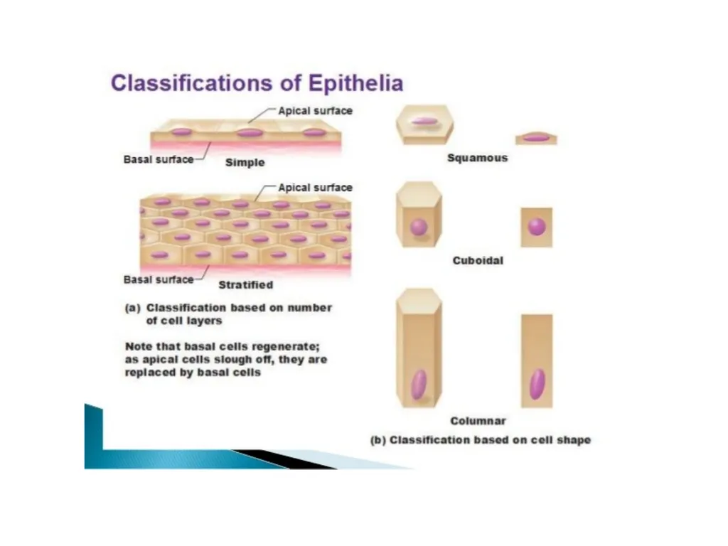 Histology Tissues Groups of cells similar in - slide 17 of 74
