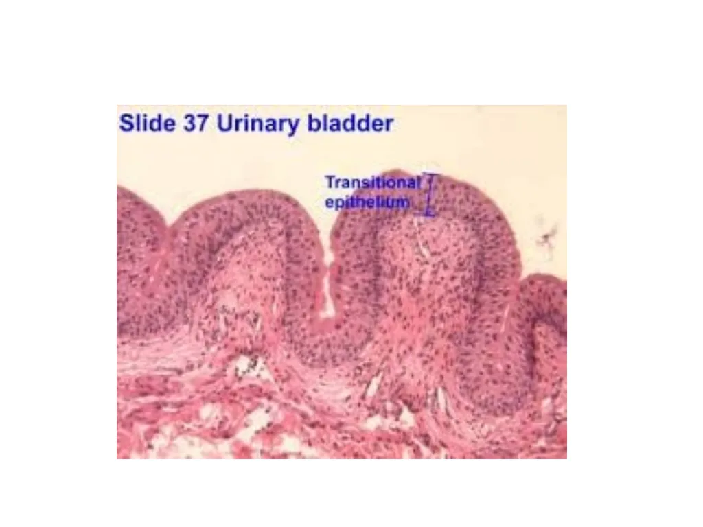 Histology Tissues Groups of cells similar in - slide 61 of 74