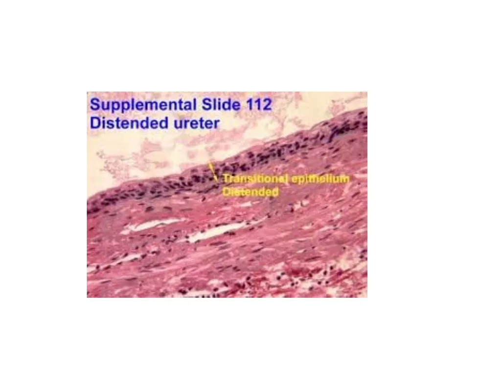 Histology Tissues Groups of cells similar in - slide 63 of 74