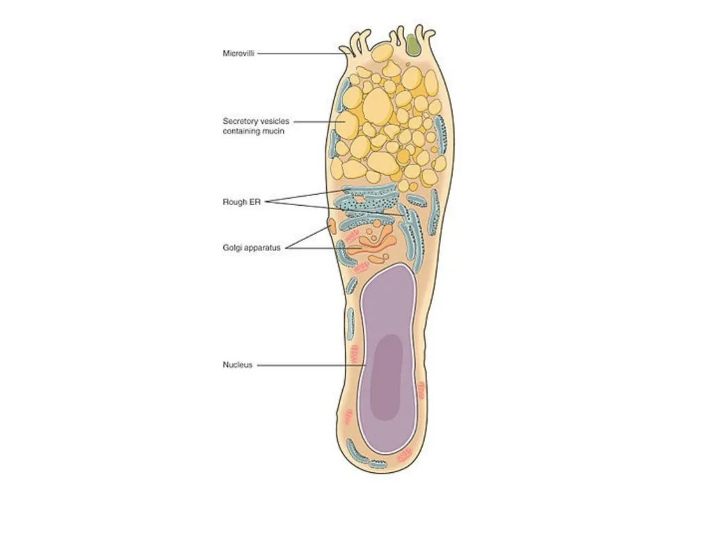 Histology Tissues Groups of cells similar in - slide 69 of 74