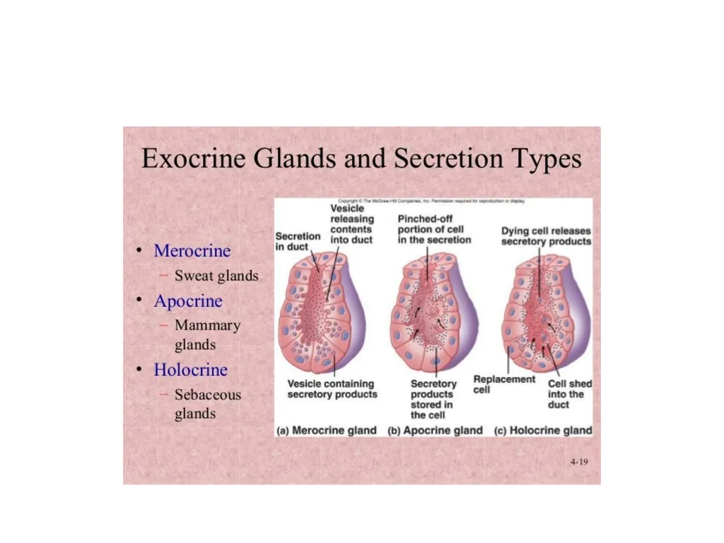 Histology Tissues Groups of cells similar in - slide 73 of 74