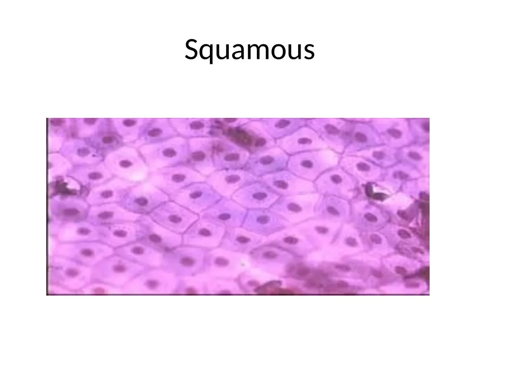 Histology Tissues Groups of cells similar in - slide 19 of 74
