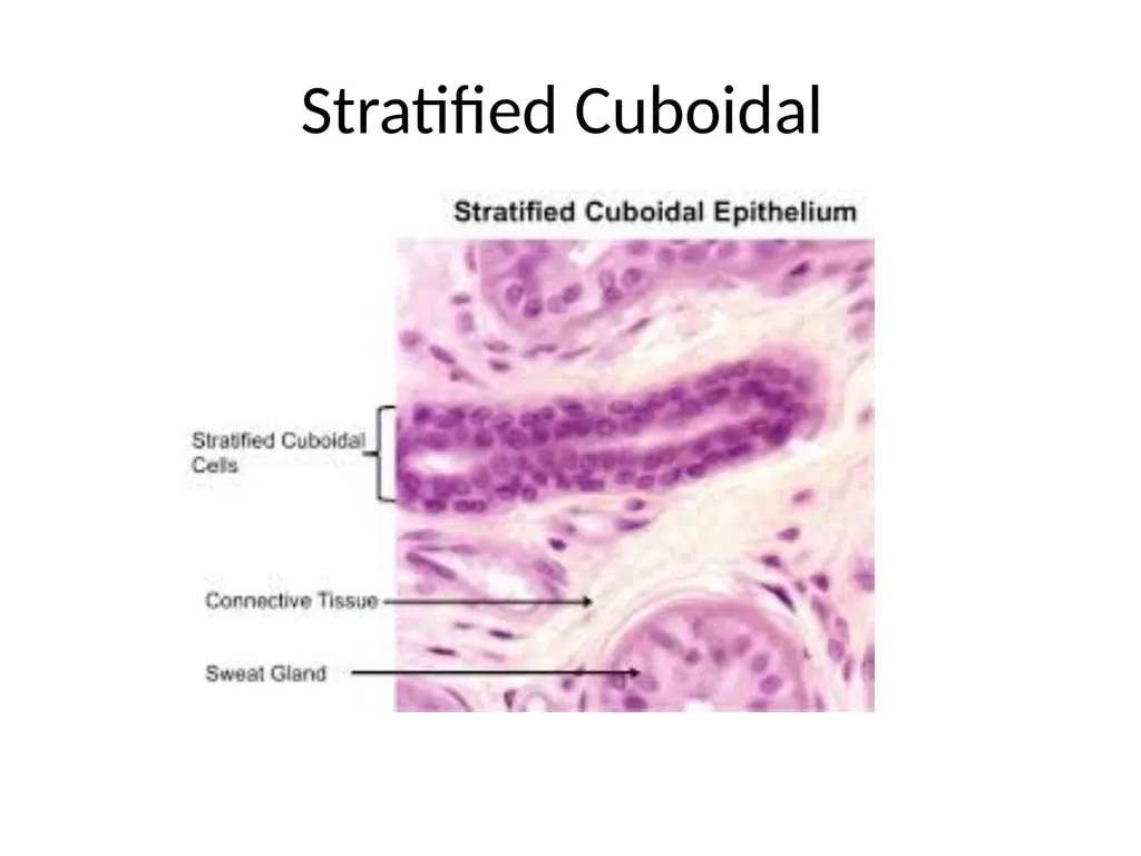 Histology Tissues Groups of cells similar in - slide 56 of 74