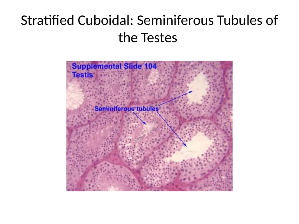 Histology Tissues Groups of cells similar in - slide 59 of 74