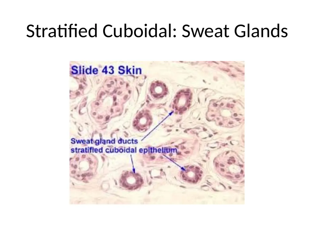 Histology Tissues Groups of cells similar in - slide 58 of 74