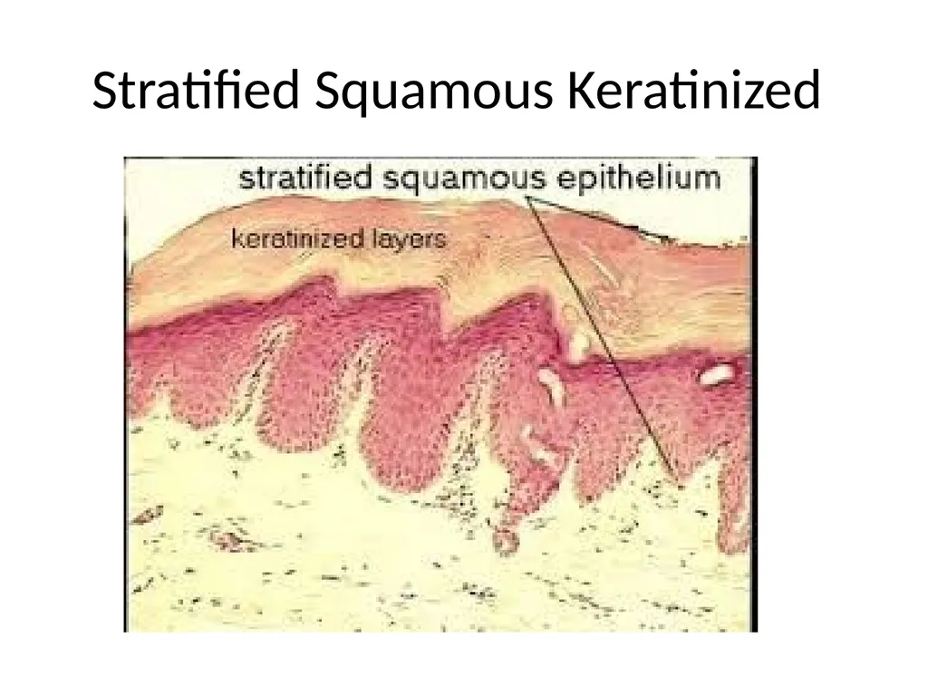 Histology Tissues Groups of cells similar in - slide 53 of 74