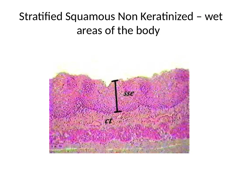 Histology Tissues Groups of cells similar in - slide 50 of 74