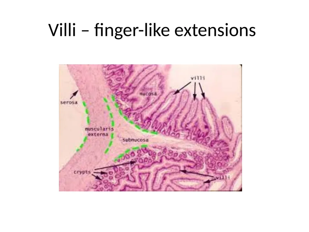 Histology Tissues Groups of cells similar in - slide 36 of 74