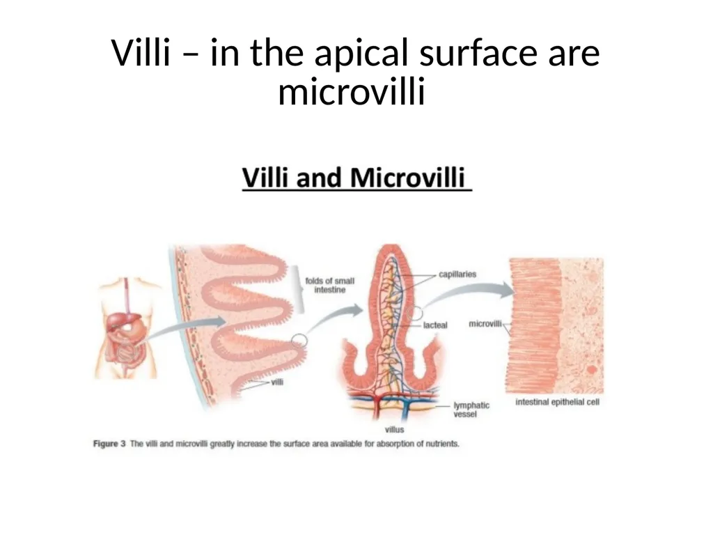Histology Tissues Groups of cells similar in - slide 39 of 74