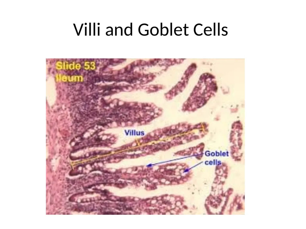 Histology Tissues Groups of cells similar in - slide 42 of 74