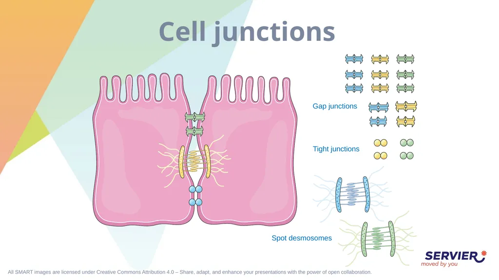 Tissues Simple cuboidal epithelium Simple columnar - slide 11 of 17
