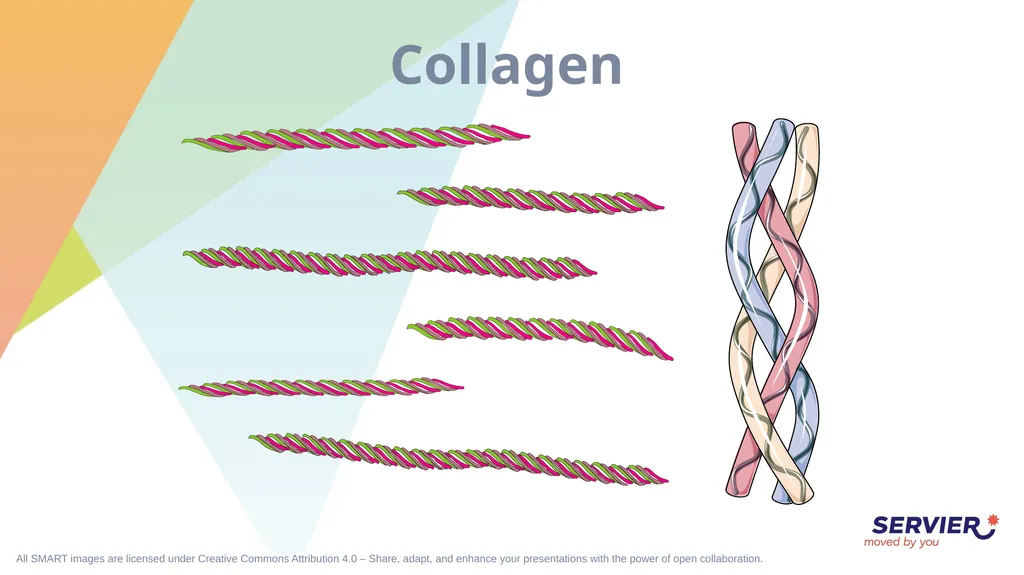 Tissues Simple cuboidal epithelium Simple columnar - slide 17 of 17