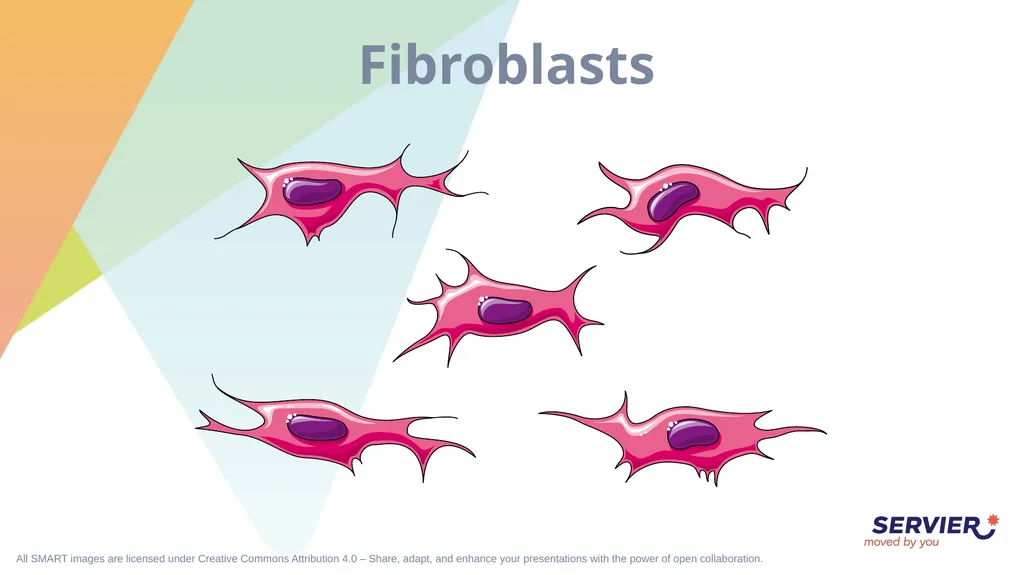Tissues Simple cuboidal epithelium Simple columnar - slide 15 of 17