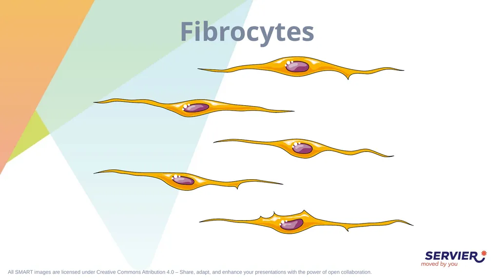Tissues Simple cuboidal epithelium Simple columnar - slide 16 of 17