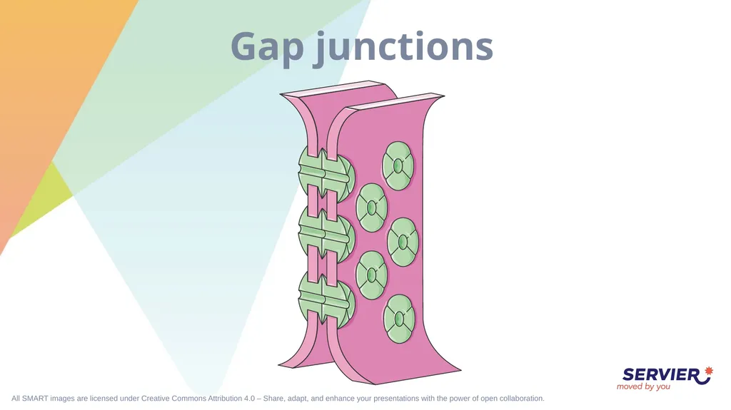 Tissues Simple cuboidal epithelium Simple columnar - slide 12 of 17