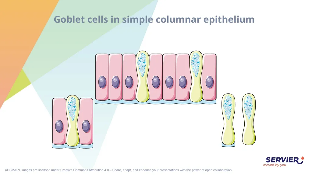 Tissues Simple cuboidal epithelium Simple columnar - slide 5 of 17