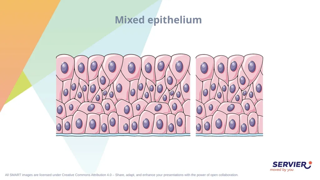 Tissues Simple cuboidal epithelium Simple columnar - slide 10 of 17