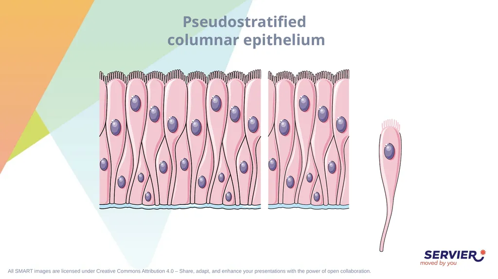 Tissues Simple cuboidal epithelium Simple columnar - slide 9 of 17