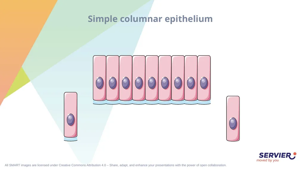 Tissues Simple cuboidal epithelium Simple columnar - slide 4 of 17